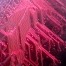 10  micron wide and deep channels in Cyclic Olefin Copolymer (COC).  This material is ideal for applications related to biotech and microfluidics.  We have the capability to produce parts quickly and cost effectively.  Send us your design today